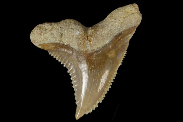 Fossil Shark Tooth (Hemipristis) - Bone Valley, Florida #113805